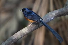Murai batu bahorok asli v ekornya harga 8jt mati tiba tiba duration. Burung Murai Batu Wikipedia Bahasa Melayu Ensiklopedia Bebas