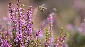 Self care is the new going out. Besenheide Ist Die Blume Des Jahres 2019 Ndr De Ratgeber Garten