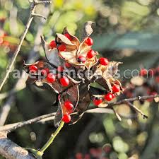 Image result for Abrus melanospermus