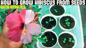 Check spelling or type a new query. How To Grow Hibiscus From Seeds Full Updates Youtube
