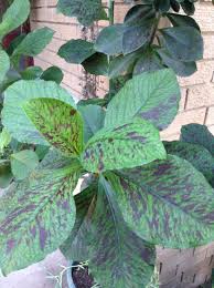 Image result for Synadenium