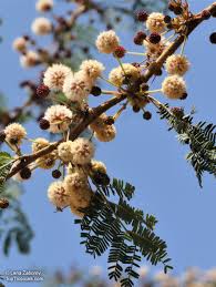 Image result for Acacia xanthophloea