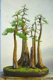 2916 central st, evanston, il 60201. Bonsai Tree 25 Awesome Bonsai Cafe Evanston Images