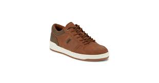 Image result for Sutera levis