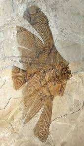 Pin By Canan Boran On Fossils Fossils Minerals Rocks Fossils
