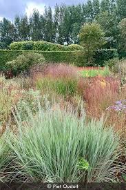 Image result for Schizachyrium