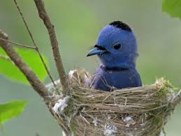 Black Naped Monarch Goruntuler Ile Kus Yuvalari Kus Hayvanlar