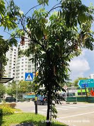 Image result for Lepisanthes