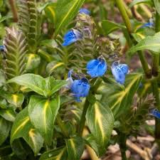 Image result for Rungia grandis