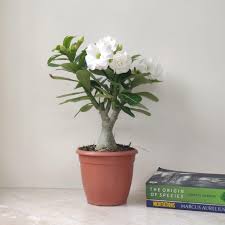Image result for Adenium
