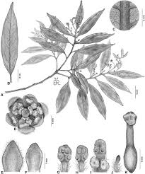 Image result for Ocotea