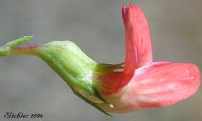 Image result for Lathyrus sphaericus