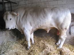 Proposer comme traduction pour grosse vache. Chianina Wikipedia