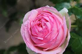 Pierre de ronsard ® meiviolin est devenu depuis son lancement par meilland le rosier préféré de nombreux jar. Roses Ducher Climbing Rose Pierre De Ronsard