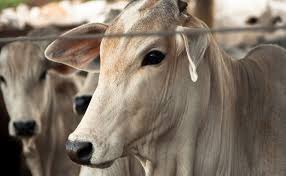 Slaughterhouse Work Is So Horrible Canada Can T Find Anyone To Do It Animal Treatment Animal Abuse Animals