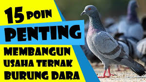 Check spelling or type a new query. Cara Ternak Burung Dara Untuk Pemula Analisa Bisnis Plan