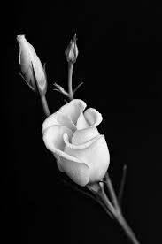 Black And White Rose Background By Sorin Petculescu Black And White Roses Black And White Flowers White Roses