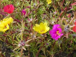 Image result for Portulaca centrali-africana