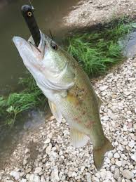 Robins, collection manager in the division of ichthyology at the florida museum of natural history. Alligator Gar Attack Survivor Fishing
