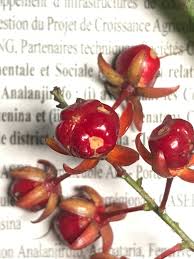 Image result for Campylospermum densiflorum