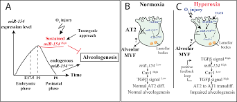 All people have a blood type (a, b, . Cells Free Full Text Failure To Down Regulate Mir 154 Expression In Early Postnatal Mouse Lung Epithelium Suppresses Alveologenesis With Changes In Tgf B Signaling Similar To Those Induced By Exposure To Hyperoxia