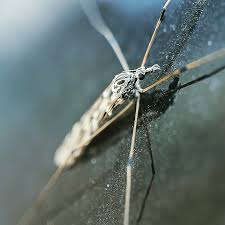 Are you searching for the best pest control company in ottawa on ? The Main Advantages Of Choosing The Best Pest Control Company