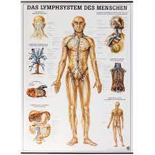 Das medizinische poster stellt folgende begriffe dar: Lehrtafel Das Lymphsystem Des Menschen Herz Kreislauf Anatomische Modelle Lehrtafeln Lehre Doccheck Shop Dein Medizinbedarf Online