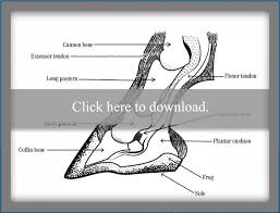 The foot bones shown in this diagram are the talus, navicular, cuneiform, cuboid, metatarsals and calcaneus. Equine Hoof Anatomy Lovetoknow