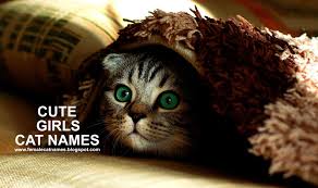Cats live an average of 13 to 17 years and sometimes longer. Female Cat Names