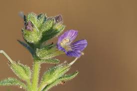 Image result for Stemodia