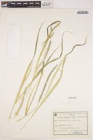 Image result for Anthephora pubescens