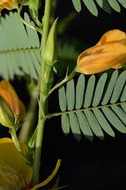 Image result for Chamaecrista paralias