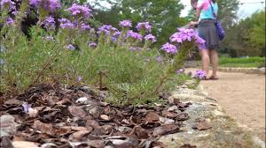 Wildflowers (or wild flowers) are flowering plants that grow naturally in the wild. How Texas Wildflowers Survived The Deep Freeze Weareiowa Com
