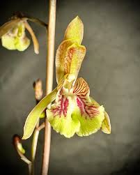 Image result for Oeceoclades maculata