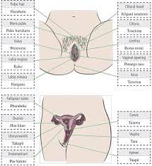 Canadian scientists tested the sensitivities of several sexual areas on the female body, including the parts in the perineum area—the area between. Your Body