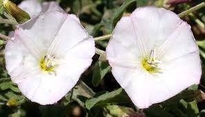Image result for Convolvulus goyderi