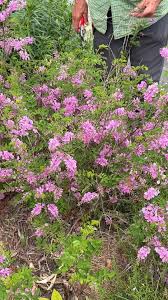 Image result for Indigofera roseo-caerulea