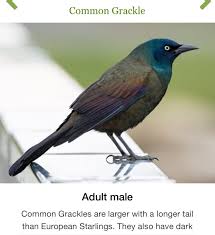 Black Bird With Long Tail And Red Beak Pin On Birds