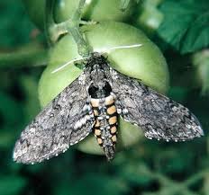 Black And White Striped Caterpillar Virginia It S The Tomato Hornworm And Not A Good Thing For Your Tomato Plants Description From Bloominthyme Com I Searched For Hornworm Hornworm Moth Tomato Hornworm