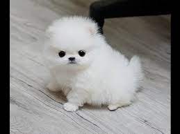 Pomeranian Puppies For Free Adoption Now Watsaap 971524731062 Pomeranian Puppy Baby Dogs Cute Pomeranian
