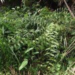 Image result for Pteris similis