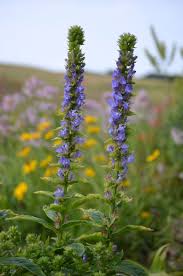 Image result for Lobelia pteropoda