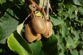 Image result for Actinidia
