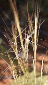 Image result for Aristida stipitata