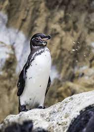 Galapagos penguins live in the western region of the galapagos islands; 43 Galapagos Penguin Facts Tropical Guide Spheniscus Mendiculus Galapagos Penguin Galapagos Islands Animals Penguin Facts