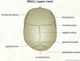 Suture — the word suture has several uses in medicine, including: Tri 1 Daa Lab 2 Skull Sutures W Connections And Fontanels Flashcards Quizlet