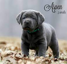 We offer akc lab puppies for sale in charlotte, nc call or email us today! Silver Lab Puppies For Sale Silver Charcoal And Chocolate Lab Puppies Charcoal Lab Puppies Silver Lab Puppies