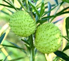 Hairy Balls Milkweed Seed Gomphocarus Physocarpus Swan Plant Or Family Jewels Milkweed Seeds Milkweed Seeds Unusual Plants Milkweed
