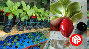 Bersihkan jagung dan potong menjadi 3 atau 4 bagian. Cara Menanam Sayur Dengan Kaedah Hidroponik Dengan Hanya Menggunakan Botol Air Mineral Majalah Perdana