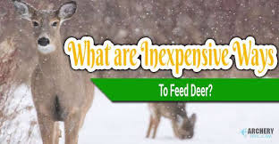 We did not find results for: What Are Inexpensive Ways To Feed Deer